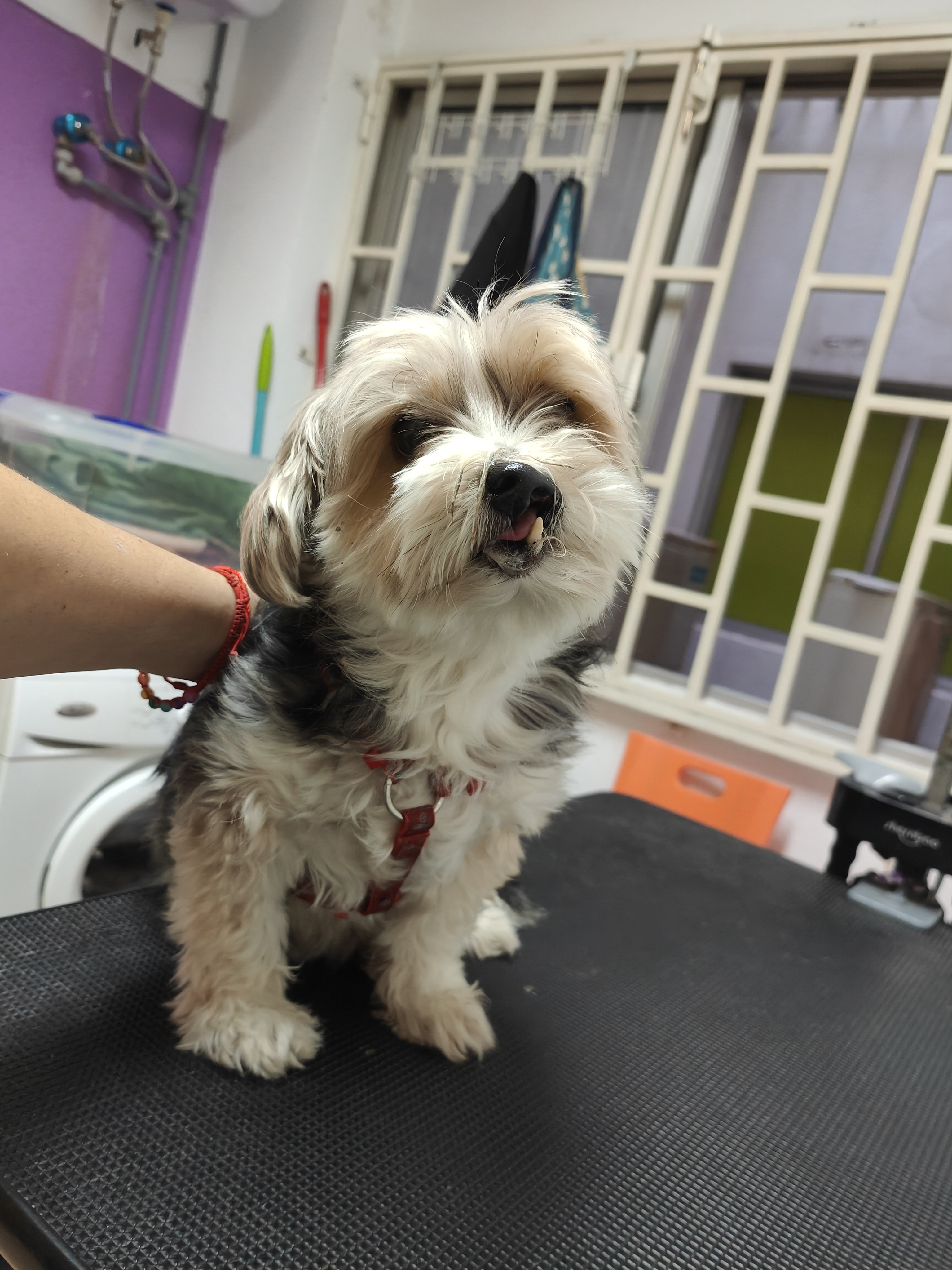 Peluquería de mascotas Yolapatitas